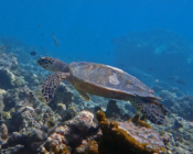 Hawksbill turtle, Gemana Faru, Raa Atoll, Maldives. Image.