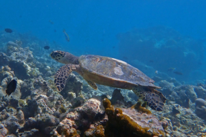 Beetroot, hawksbill, adopted for Tom by Eleanor Crossman Hawksbill turtle, Gemana Faru, Raa Atoll, Maldives. Image.