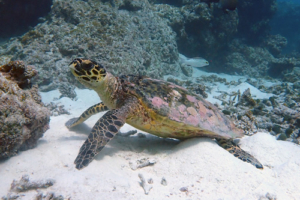 Beocca, hawksbill, adopted for Luciano by Jenna Name and adopt a turtle, Maldives. Image.