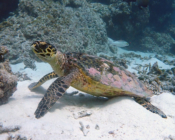 Name and adopt a turtle, Maldives. Image.