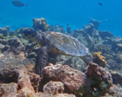 Hawksbill turtle, Gemana Faru, Raa Atoll, Maldives. Image.
