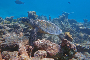 Galileo, hawksbill, adopted for Edwin by Shanice Hawksbill turtle, Gemana Faru, Raa Atoll, Maldives. Image.