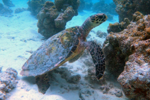 Little A'tuin, hawksbill, adopted for Becky Hawksbill turtle, Gemana Faru, Raa Atoll, Maldives. Image.