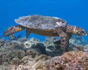 Hawksbill turtle swimmimg over a reef in the blue, Gemana Faru, Raa Atoll, Maldives. Image.
