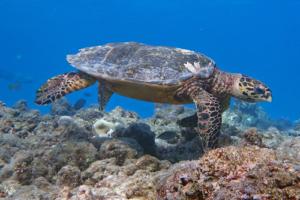 Hip Hop, hawksbill, adopted for Torben & Vera by Patrick Hawksbill turtle swimmimg over a reef in the blue, Gemana Faru, Raa Atoll, Maldives. Image.