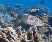 Hawksbill turtle, Gemana Faru, Raa Atoll, Maldives. Image.