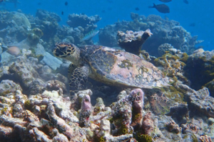Little Pete, hawksbill, adopted by Celina Weickert Hawksbill turtle, Gemana Faru, Raa Atoll, Maldives. Image.
