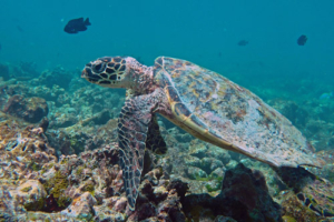 Louzir, hawksbill, adopted for Abdou Hawksbill, Gemana Faru, Raa Atoll, Maldives. Image.