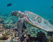Hawksbill, Gemana Faru, Raa Atoll, Maldives. Image.