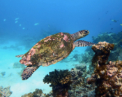 Hawksbill turtle, swimming over reef, Gemana Faru, Raa Atoll, Maldives. Image.