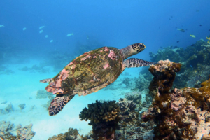 Avril, hawksbill, adopted by Valerie Hawksbill turtle, swimming over reef, Gemana Faru, Raa Atoll, Maldives. Image.