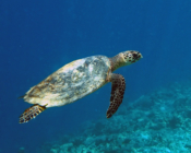 Hawksbill turtle swimming in the blue, Dhorangali, Raa Atoll, Maldives. Image.