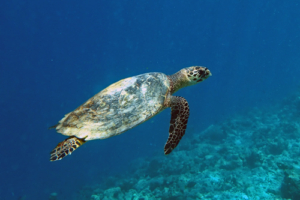Johann, hawksbill, adopted for Matti Hawksbill turtle swimming in the blue, Dhorangali, Raa Atoll, Maldives. Image.
