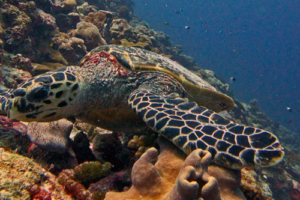 Lamandra. hawksbill, adopted by Blair Knicely. Adopted hawksbill turtle. Maldives