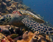 Adopted hawksbill turtle. Maldives