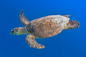 Clonkey, hawksbill, adopted Hawksbill turtle, swimming in the blue, Thaavaatha, Raa atoll, Maldives. Image.