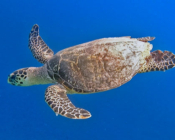 Hawksbill turtle, swimming in the blue, Thaavaatha, Raa atoll, Maldives. Image.