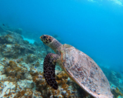 Hawksbill, Gemana Faru, Raa, Maldives. Image.