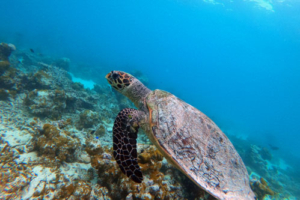 Gregory Bernard Delacroix, hawksbill, adopted by John and Ali Hawksbill, Gemana Faru, Raa, Maldives. Image.