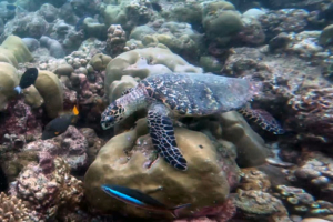 Miles, adopted for Miles Adopted hawksbill, Maldives. Image