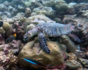 Adopted hawksbill, Maldives. Image
