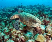 Hawksbill turtle swimming over a reef, Vandhoo Wall, Raa atoll, Maldives. Image.