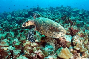 Tejami, hawksbill, adopted for Jane Hawksbill turtle swimming over a reef, Vandhoo Wall, Raa atoll, Maldives. Image.