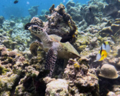 Adopted turtle in the Maldives. Image