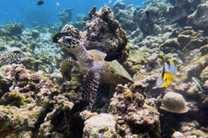 Todo, hawksbill, adopted by Seith and Emily. Adopted turtle in the Maldives. Image