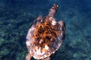 Elowen Keene, hawksbill, adopted Hawksbill turtle, Lhaanbugali, Raa atoll, Maldives. Image.