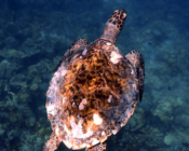 Hawksbill turtle, Lhaanbugali, Raa atoll, Maldives. Image.