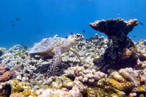 PawPaw, hawksbill, adopted by Dick and Martha Gentry Hawksbill turtle on coral reef, Gemana Faru, Raa atoll, Maldives. Image.