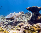 Hawksbill turtle on coral reef, Gemana Faru, Raa atoll, Maldives. Image.