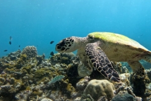 Shelly, hawksbill, adopted by Lexie Calder Hawksbill turtle on coral reef, Gemana Faru, Raa atoll, Maldives. Image.