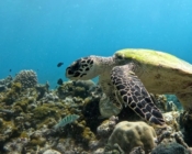 Hawksbill turtle on coral reef, Gemana Faru, Raa atoll, Maldives. Image.