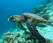 Hawksbill turtle swimming over reef, Dhorangali, Raa atoll, Maldives. Image.