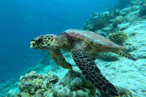Crush, hawksbill, adopted Hawksbill turtle swimming over reef, Dhorangali, Raa atoll, Maldives. Image.