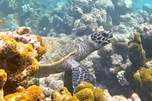 Reethi, hawksbill, adopted by Renate Stålesen Hawksbill turtle foraging in the coral reef, Gemana Faru, Raa Atoll, Maldives. Image.