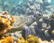 Hawksbill turtle foraging in the coral reef, Gemana Faru, Raa Atoll, Maldives. Image.