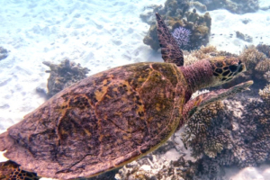 Jose Cuervo, hawksbill, adopted Hawksbill turtle, Gemana Faru, Raa Atoll, Maldives. Image.