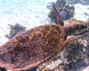 Hawksbill turtle, Gemana Faru, Raa Atoll, Maldives. Image.