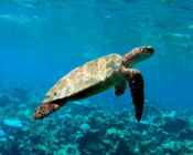 Hawksbill turtle swimming above a reef, Lhaa`nbugali, Raa Atoll, Maldives. Image.
