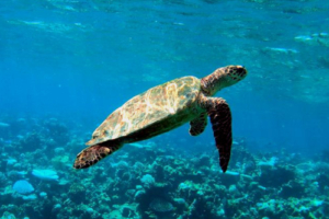 Grace, hawksbill, adopted for Grace Hawksbill turtle swimming above a reef, Lhaa`nbugali, Raa Atoll, Maldives. Image.