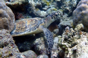 Claire, hawksbill, adopted by Nicola for Claire Hawksbill turtle on the reef, Gemana Faru, Raa Atoll, Maldives. Image.