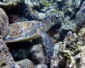 Hawksbill turtle on the reef, Gemana Faru, Raa Atoll, Maldives. Image.