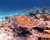 Hawksbill turtle swimming, Gemana Faru, Raa Atoll, Maldives. Image.