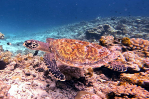 Cody Maverick, hawksbill, adopted by Mia Barker for Guy Hawksbill turtle swimming, Gemana Faru, Raa Atoll, Maldives. Image.