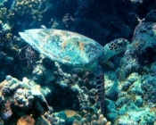 Hawksbill turtle on a reef, Lhaa`nbugali, Raa Atoll, Maldives. Image.