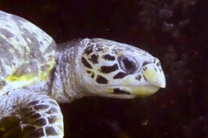 Chalupa, hawksbill, adopted for Alexis Hawksbill turtle, Vaadhoo Thila, Raa Atoll, Maldives. Image.