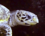 Hawksbill turtle, Vaadhoo Thila, Raa Atoll, Maldives. Image.